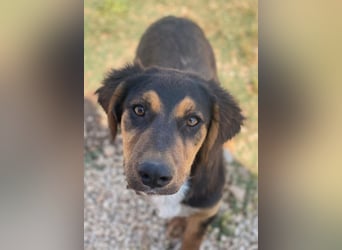 Quasti, geb. ca. 02/2025, lebt in GRIECHENLAND, auf einer privaten Pflegestelle