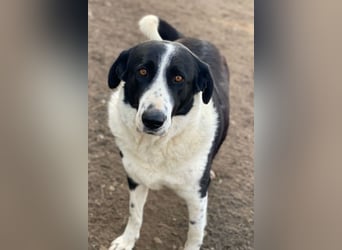 Franka, geb. ca. 06/2019, lebt in GRIECHENLAND, im städt. Tierheim Serres