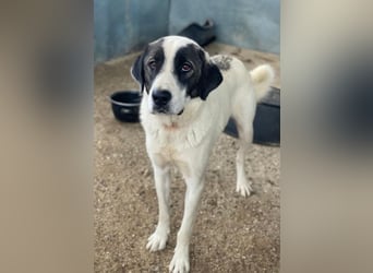 Marinara, geb. ca. 01/2025, lebt in GRIECHENLAND, auf einer privaten Pflegestelle