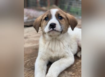 Bufala, geb. ca.11/2025, lebt in GRIECHENLAND, auf einer privaten Pflegestelle