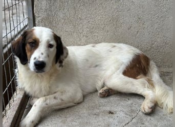 Fidi, geb. ca. 08/2025, lebt in GRIECHENLAND, im städt. Tierheim Serres