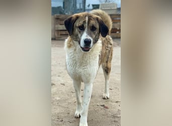 Indira, geb. ca. 01/2023, lebt in GRIECHENLAND, im städt. Tierheim Serres