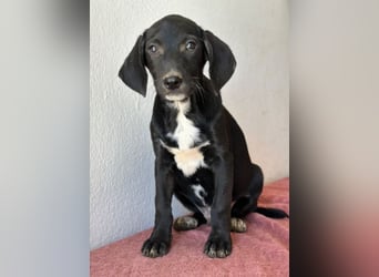 Smokey, geb. 08.06.2026, lebt in GRIECHENLAND, auf einer privaten Pflegestelle