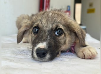 Karolina, geb. ca. 03/2026, lebt in GRIECHENLAND, im städt. Tierheim Serres