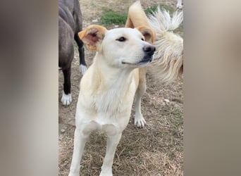 Kalena, geb. ca. 01/2025, lebt in GRIECHENLAND, im städt. Tierheim Serres