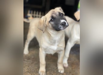 Mira, geb. ca. 12/2025, lebt in GRIECHENLAND, im städt. Tierheim Serres