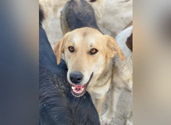 Ciri, geb. ca. 05/2024, lebt in GRIECHENLAND, im städt. Tierheim Serres