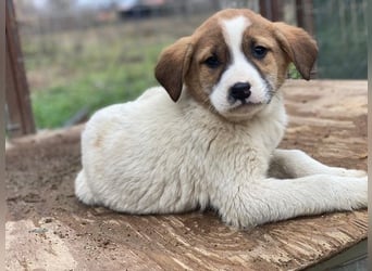 Bufala, geb. ca.11/2025, lebt in GRIECHENLAND, auf einer privaten Pflegestelle