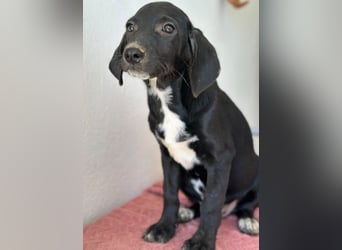 Smokey, geb. 08.06.2026, lebt in GRIECHENLAND, auf einer privaten Pflegestelle