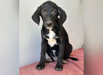 Smokey, geb. 08.06.2026, lebt in GRIECHENLAND, auf einer privaten Pflegestelle