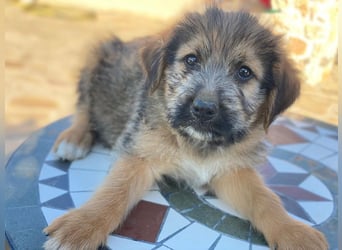 Elkoro, geb. ca. 04/2025, lebt in GRIECHENLAND, auf einer privaten Pflegestelle