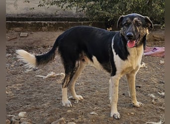 Kaiser, geb. ca. 12/2023, lebt in GRIECHENLAND, auf einem Gelände, Hunde werden notdürftig versorgt