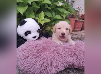  Fluffy-Boo, geb. ca. 04/2026, lebt auf einer Pflegestelle in 44651 Herne