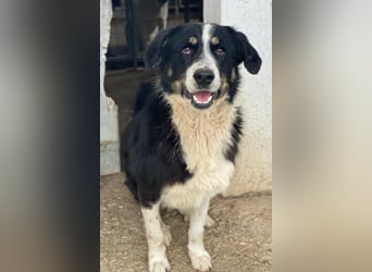 Cars, geb. ca. 12/2023, lebt in GRIECHENLAND, im städt. Tierheim Serres