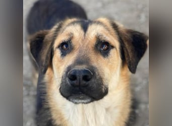 Elphaba, geb. ca. 07/2025, lebt in GRIECHENLAND, im städt. Tierheim Serres