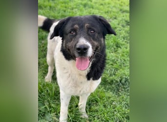 Thanio, geb. ca. 06/2020, lebt in GRIECHENLAND, im städt. Tierheim Serres