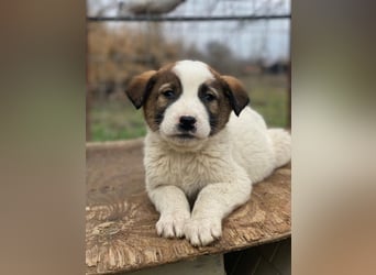 Calzone, geb. ca. 11/2025, lebt in GRIECHENLAND, auf einer privaten Pflegestelle