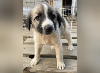 Grace, geb. ca. 08/2022, lebt in GRIECHENLAND, auf einer privaten Pflegestelle