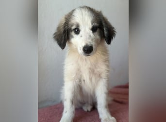 Paloma, geb. ca. 05/2026, lebt in GRIECHENLAND, im städt. Tierheim Serres
