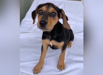 Linaria, geb. ca. 12/2025, lebt in GRIECHENLAND, im städt. Tierheim Serres