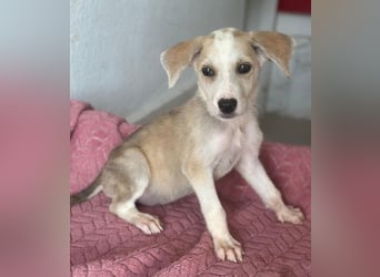 Ivy, geb. ca. 05/2026, lebt in GRIECHENLAND, im städt. Tierheim Serres
