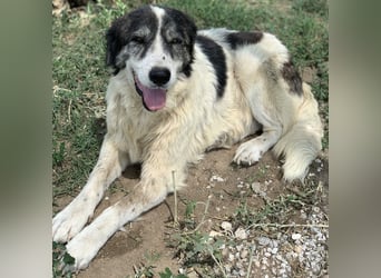 Askal, geb. ca. 07/2015, lebt in GRIECHENLAND, im städt. Tierheim Serres