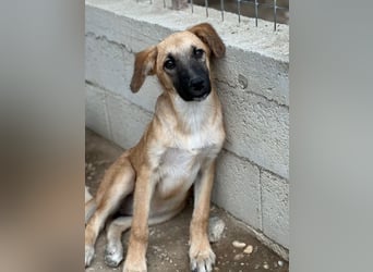 Cindy, geb. ca. 03/2026, lebt in GRIECHENLAND, im städt. Tierheim Serres