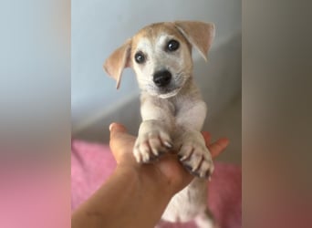 Rosie, geb. ca. 05/2026, lebt in GRIECHENLAND, im städt. Tierheim Serres