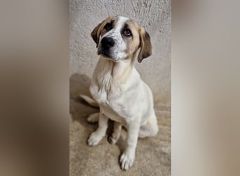 Lou, geb. ca. 11/2022, lebt in GRIECHENLAND, im städt. Tierheim Serres
