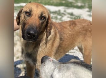 Xawi, geb. ca. 12/2019, lebt in GRIECHENLAND, im städt. Tierheim Serres