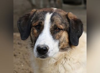 Pitt, geb. ca. 05/2021, lebt in GRIECHENLAND, im städt. Tierheim Serres