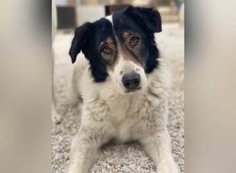 Xalia, geb. ca. 03/2018, lebt in GRIECHENLAND, im städt. Tierheim Serres