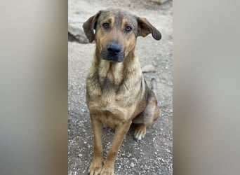 Novo, geb. ca. 04/2023, lebt in GRIECHENLAND, im städt. Tierheim Serres