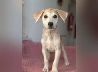 Rosie, geb. ca. 05/2026, lebt in GRIECHENLAND, im städt. Tierheim Serres