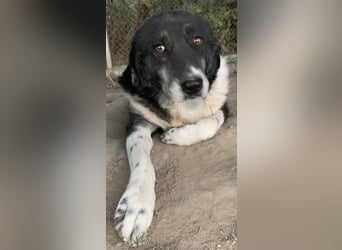 Harwin, geb. ca. 11/2018, lebt in GRIECHENLAND, im städt. Tierheim Serres