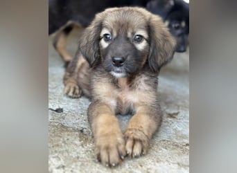 Harissa, geb. ca. 05/2026, lebt in GRIECHENLAND, im städt. Tierheim Serres