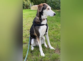 Portia, geb. ca. 06/2017, lebt auf einer Pflegestelle in 21220 Seevetal