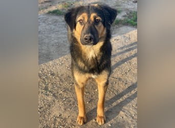 Glinda, geb. ca. 07/2025, lebt in GRIECHENLAND, im städt. Tierheim Serres