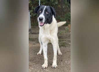 Kastor, geb. 01/2019, lebt in GRIECHENLAND, im städt. Tierheim Serres