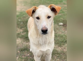 Kalena, geb. ca. 01/2025, lebt in GRIECHENLAND, im städt. Tierheim Serres