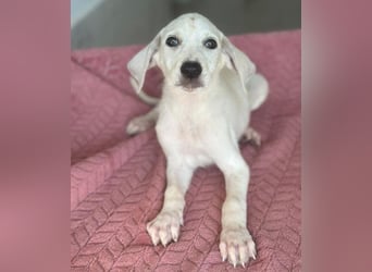 Lily, geb. ca. 05/2026, lebt in GRIECHENLAND, im städt. Tierheim Serres