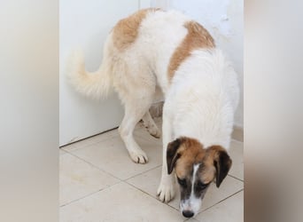 Taro, geb. ca. 08/2018, lebt in GRIECHENLAND, im städt. Tierheim Serres