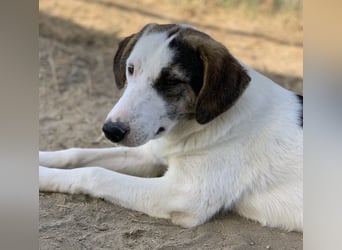  Colette, geb. ca. 02/2022, lebt in GRIECHENLAND, im städt. Tierheim Serres
