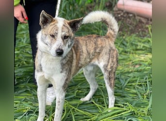 Scar, geb. ca. 04/2025, lebt in GRIECHENLAND, im städt. Tierheim Serres