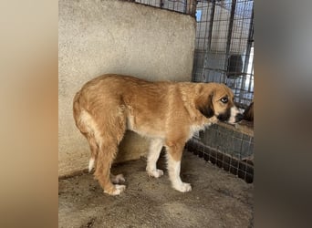Blümchen, geb. ca. 08/2024, lebt in GRIECHENLAND, im städt. Tierheim Serres