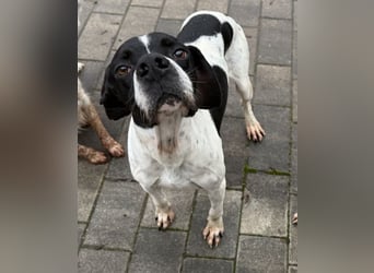 Attila, geb. ca. 08/2024, lebt auf einer Pflegestelle in 67735 Mehlbach