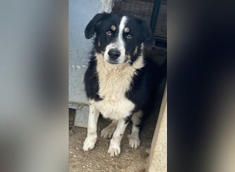 Cars, geb. ca. 12/2023, lebt in GRIECHENLAND, im städt. Tierheim Serres