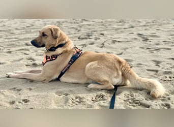 Fanta, geb. ca. 05/2017, lebt bei einer Familie in 48317 Drensteinfurt, Vermittlungshilfe