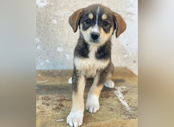 Sissy, geb. ca. 03/2026, lebt in GRIECHENLAND, auf einer privaten Pflegestelle