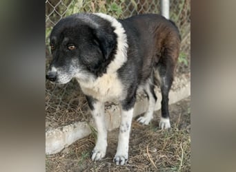 Harwin, geb. ca. 11/2018, lebt in GRIECHENLAND, im städt. Tierheim Serres